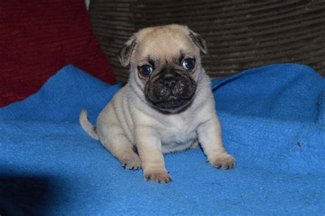 st. louis craigslist pets|Pugs for Sale in St Louis .